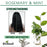 Difeel Rosemary and Mint Root Stimulator with Biotin 2.5 oz.