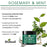 Difeel Rosemary and Mint Strengthening Hair Mask with Biotin 12 oz.